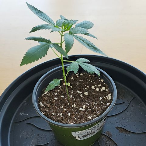 Good April #1 growlog timeline photo