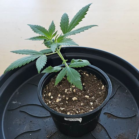 Stinky May #2 growlog timeline photo