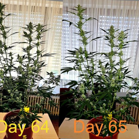 Lemon Auto #5 growlog timeline photo