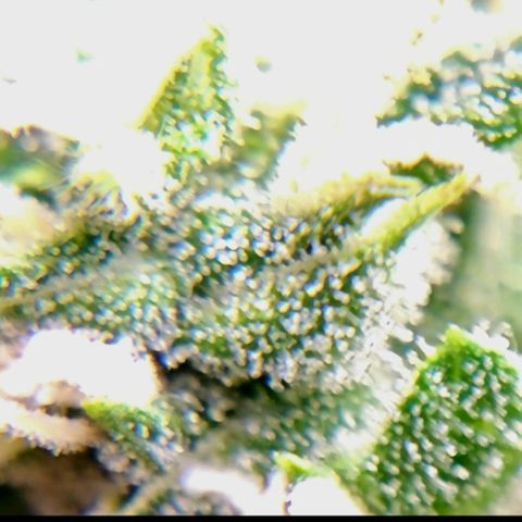 Lemon Auto #5 growlog timeline photo