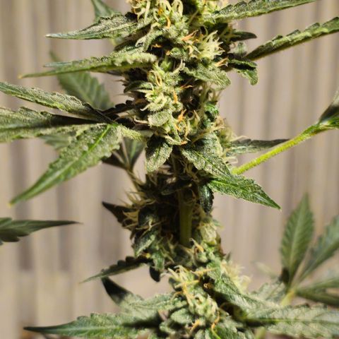 Lemon Auto #5 growlog timeline photo