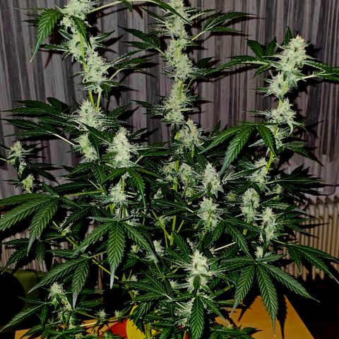 Lemon Auto #5 growlog timeline photo
