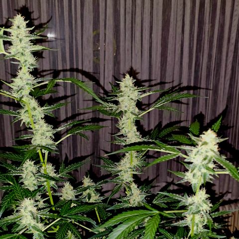Lemon Auto #5 growlog timeline photo