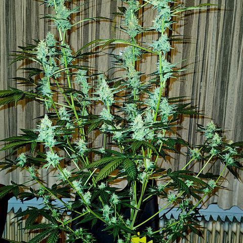 Lemon Auto #5 growlog timeline photo