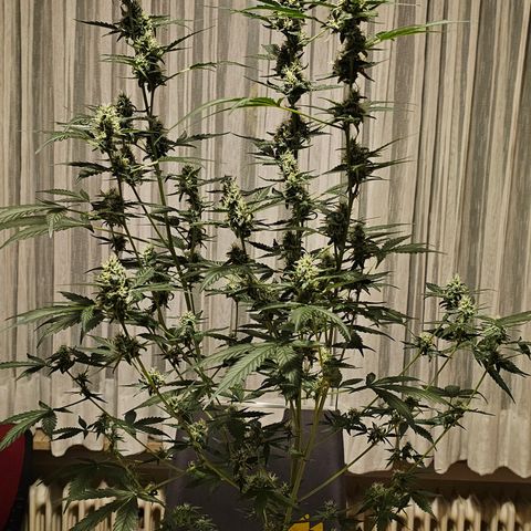 Lemon Auto #5 growlog timeline photo