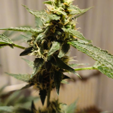 Lemon Auto #5 growlog timeline photo