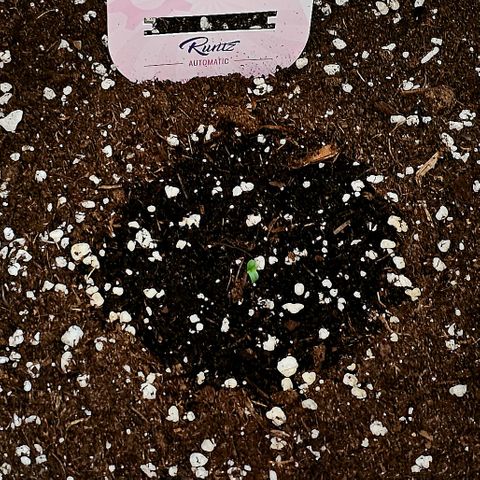 Runtz Auto growlog timeline photo