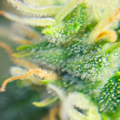 Lemon Auto #5 growlog timeline photo