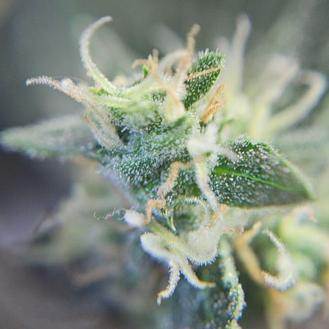 Lemon Auto #5 growlog timeline photo