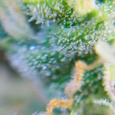 Lemon Auto #5 growlog timeline photo