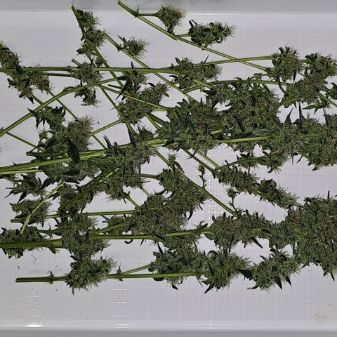 Lemon Auto #5 growlog timeline photo