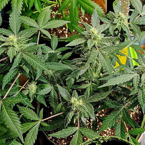 Amnesia Haze Auto #2 growlog timeline photo