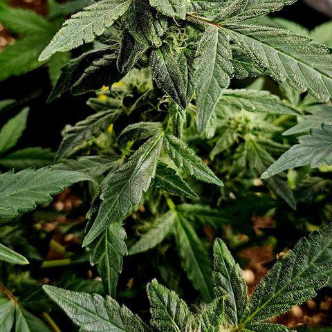Amnesia Haze Auto #2 growlog timeline photo