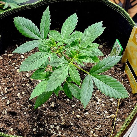 Apple Fritter Auto #1 growlog timeline photo