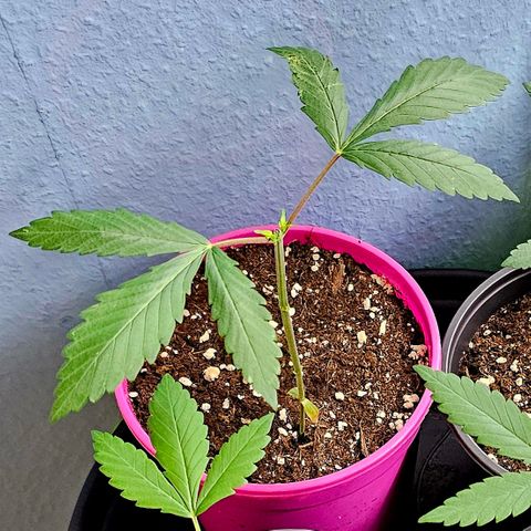 April Ape #2 growlog timeline photo