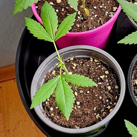 Stinky May #1 growlog timeline photo