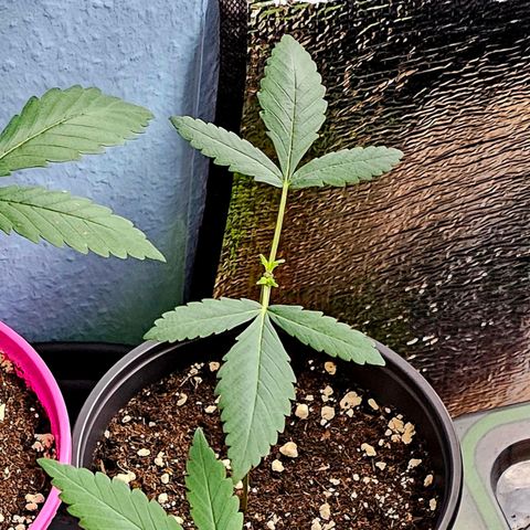 Stinky May #2 growlog timeline photo