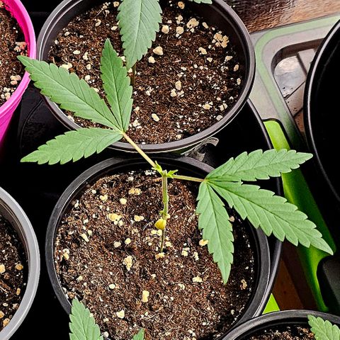 Good April #1 growlog timeline photo