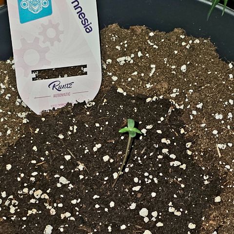 Runtz Auto growlog timeline photo
