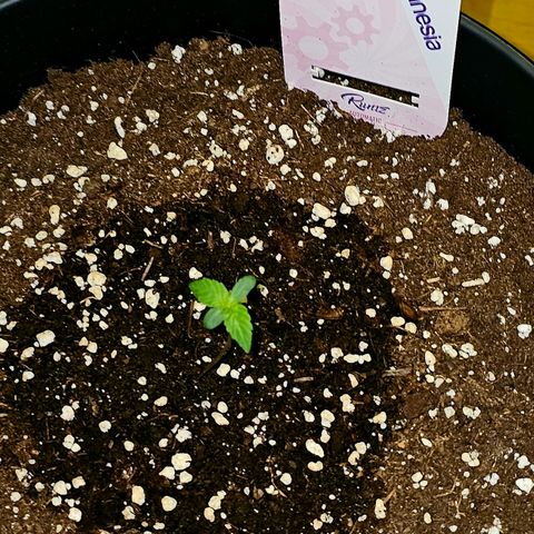 Runtz Auto growlog timeline photo