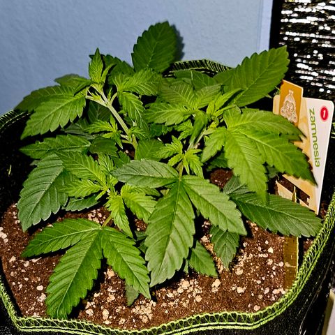 Apple Fritter Auto #1 growlog timeline photo