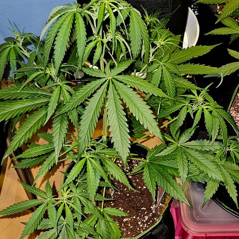Sunset Sherbet Auto #1 growlog timeline photo