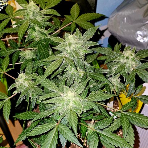Amnesia Haze Auto #2 growlog timeline photo