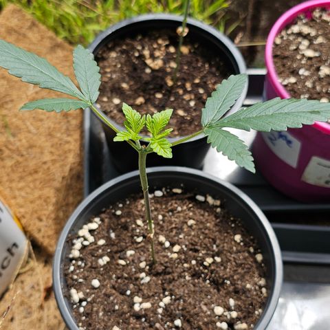 Good April #1 growlog timeline photo