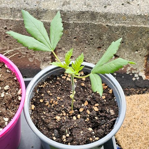 Stinky May #1 growlog timeline photo