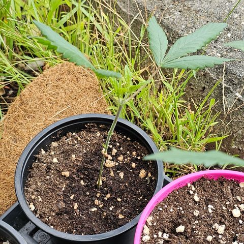 Stinky May #2 growlog timeline photo