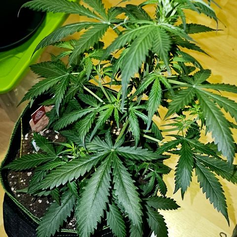 Do-Si-Dos #1 growlog timeline photo
