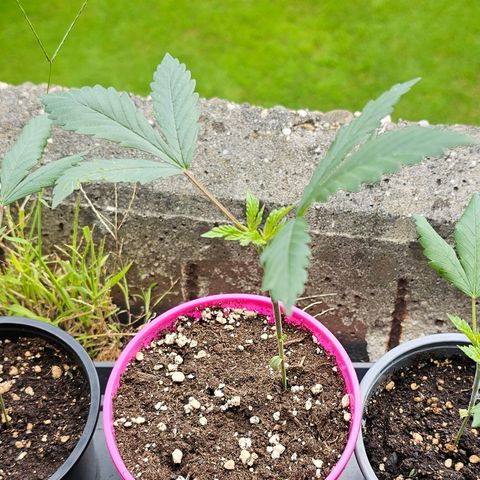 April Ape #2 growlog timeline photo