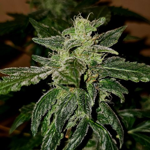 Amnesia Haze Auto #2 growlog timeline photo