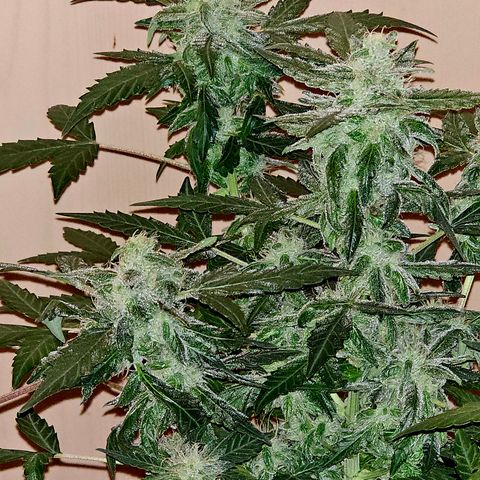 Amnesia Haze Auto #2 growlog timeline photo