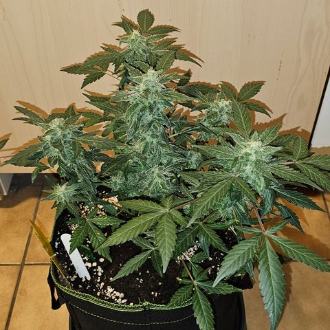 Amnesia Haze Auto #2 growlog timeline photo