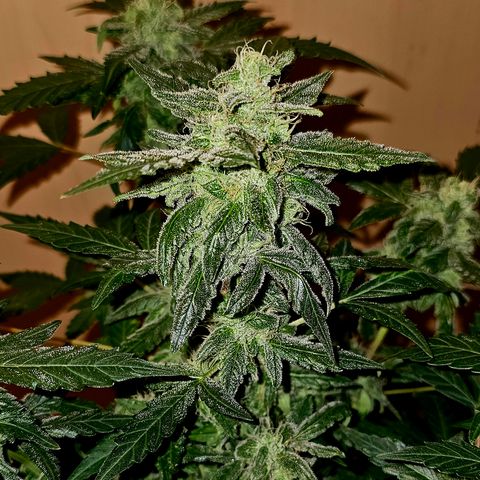 Amnesia Haze Auto #2 growlog timeline photo