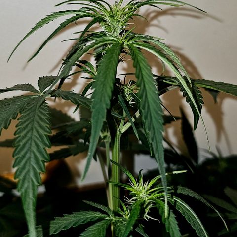 Sunset Sherbet Auto #1 growlog timeline photo
