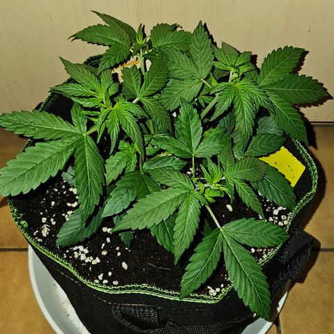 Apple Fritter Auto #1 growlog timeline photo
