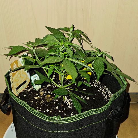 Apple Fritter Auto #1 growlog timeline photo