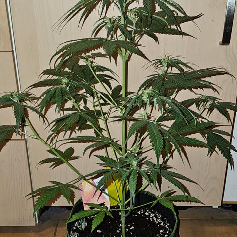 Sunset Sherbet Auto #1 growlog timeline photo