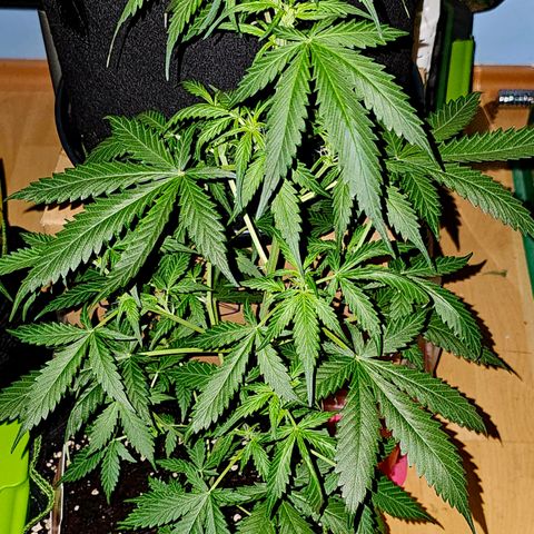 Do-Si-Dos #1 growlog timeline photo