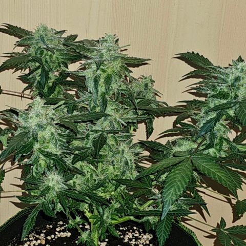 Amnesia Haze Auto #2 growlog timeline photo