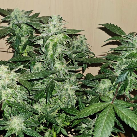 Amnesia Haze Auto #2 growlog timeline photo