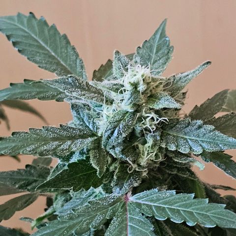 Amnesia Haze Auto #2 growlog timeline photo