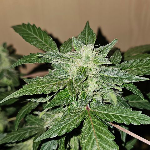 Amnesia Haze Auto #2 growlog timeline photo