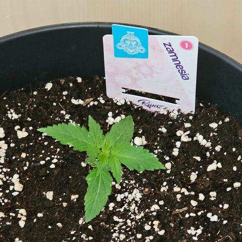 Runtz Auto growlog timeline photo