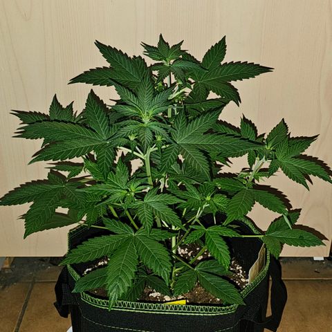 Apple Fritter Auto #1 growlog timeline photo