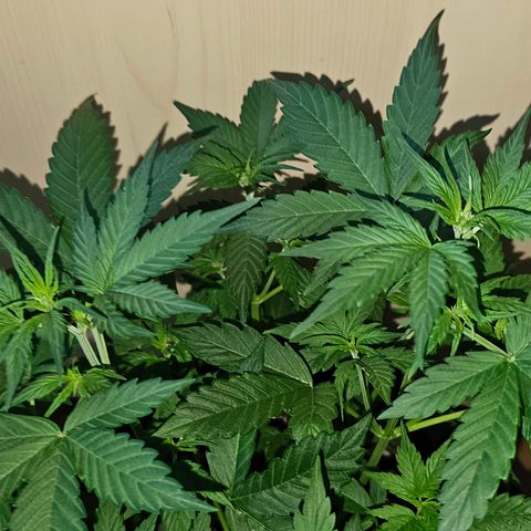 Apple Fritter Auto #1 growlog timeline photo