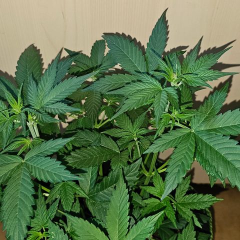 Apple Fritter Auto #1 growlog timeline photo