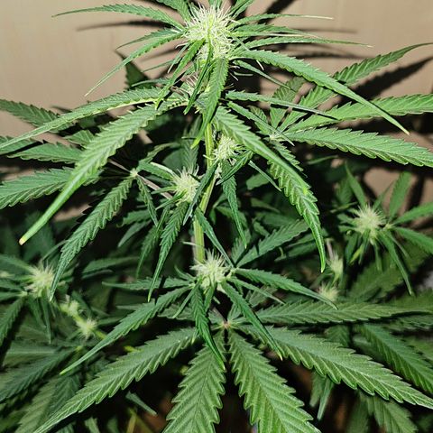 Sunset Sherbet Auto #1 growlog timeline photo